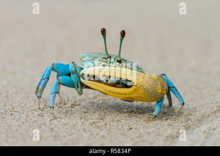 Crabe bleu magnifique avec griffe jaune Banque D'Images