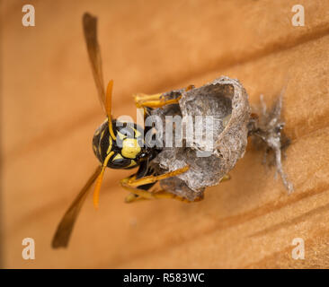 Guêpe Polistes dominulus (papier) qui montent la garde sur son nid et les oeufs (un oeuf visible). Nest est attaché à un conseil en vertu de l'avant-toit vertical house. Banque D'Images