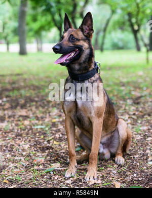 Berger Belge Malinois assis sur l'herbe verte dans le parc Banque D'Images