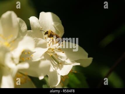 Abeille dans une fleur Banque D'Images