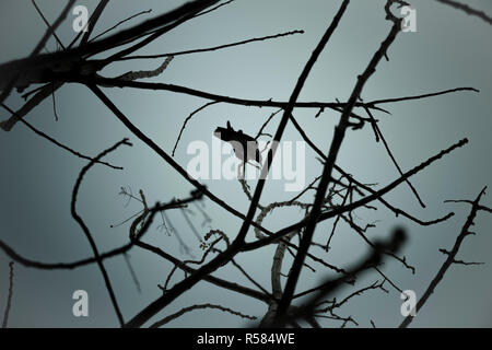 Crow sur les branches d'arbres Banque D'Images