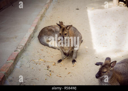 Wallaby à cou rouge dans le zoo Banque D'Images