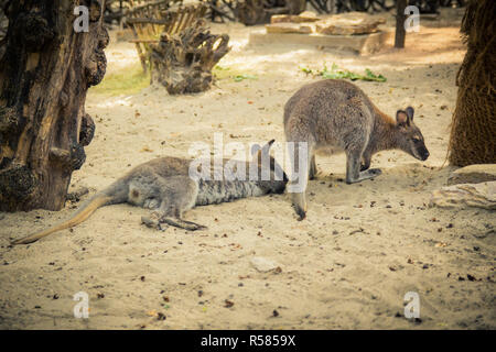 Wallaby à cou rouge dans le zoo Banque D'Images