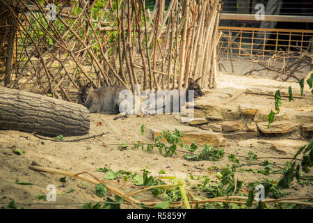 Wallaby à cou rouge dans le zoo Banque D'Images