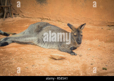 Wallaby à cou rouge dans le zoo Banque D'Images