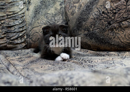 Scottish Fold chaton est posé sur le canapé Banque D'Images