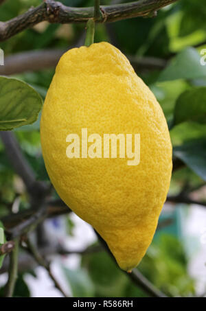 Quatre saisons le citron Citrus limon à l'arbuste de citron Banque D'Images