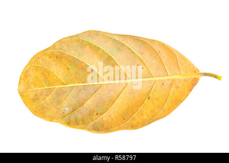 Vue d'en haut photo de feuilles. Feuilles à isoler sur fond blanc. Feuilles sur blanc. Banque D'Images