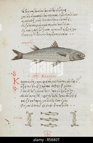 Dessin, plume et encre de poissons, avec lavage de couleur ; rubrication et texte. De animalium proprietate. 2e quart du 16e siècle, 3e quart du 16e siècle. Source : Burney 97 f.44v. Langue : grec ancien. Auteur : trombinoscope. Vergetio, Angelo. Banque D'Images