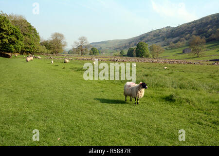 Des moutons paissant dans un pré le long du sentier de randonnée de façon Dales dans la vallée de la rivière Wharfe, près de with Starbotton, Yorkshire du Nord, Angleterre, Grande-Bretagne. Banque D'Images