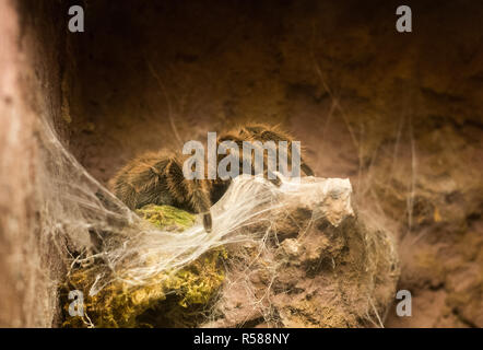 Close up sur Grammostola rosea mygale rose du Chili Banque D'Images