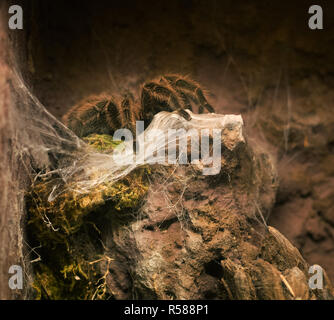 Close up sur Grammostola rosea mygale rose du Chili Banque D'Images