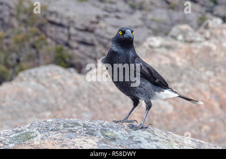 Currawong gris - Grampians Banque D'Images