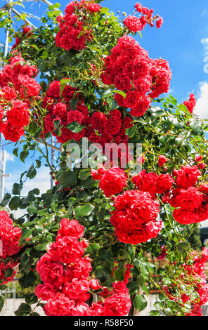 La floraison luxuriante rouge rose haut escalade dans un jardin de roses Banque D'Images