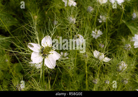 Femme fleur à pattes épaisses ponderosa sur fleur nigelle Banque D'Images