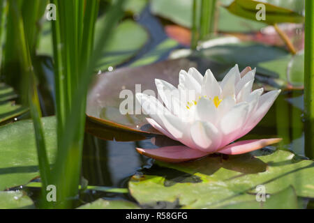Seul blanc et rose fleur de lotus dans l'étang sauvage Banque D'Images