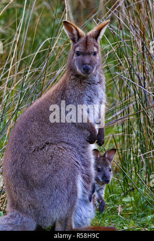 Les wallabys et joey dans sa pochette tour avec attention alerte à Adventure Bay en Tasmanie sur Bruny Island. Banque D'Images