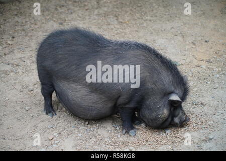 Vietnamese pot-bellied Pig (Sus scrofa domestica) Banque D'Images