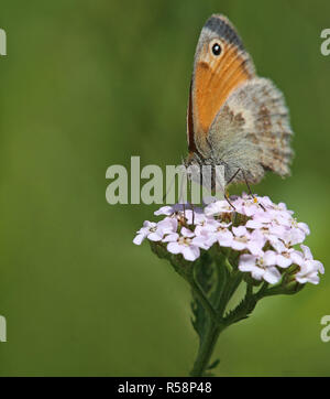 Petite Prairie macro shot coenonympha pamphilus oiseaux Banque D'Images