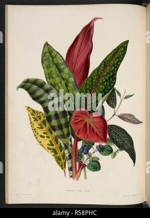 Des plantes à feuillage ornemental. Fig. 1. Croton variegatum. Fig. 2. Vriesta speciosa. Fig.3. Dracena maculata. Fig.4 Dracaena terminalis picta. Fig.5. Pavetta borbonica. Fig.6. Haemadictyon venosum. Fig.7. Begonia splendida. Fig.8. Coccocypselum repens. . L'Illustrated Bouquet, composé de chiffres, avec des descriptions de nouvelles fleurs. Londres, 1857-64. Source : 1823.c.13 plat 16. Auteur : Henderson, Edward George. Andrews, J. Banque D'Images