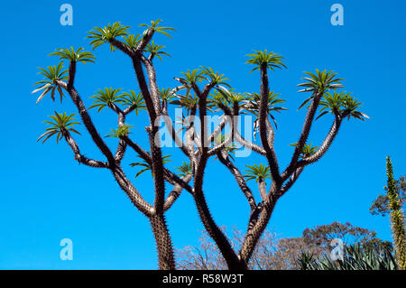 Sydney, Australie, Madagascar palm tree silhouetted against a blue sky Banque D'Images