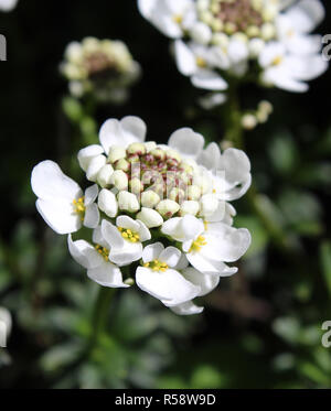 Les belles fleurs blanches de Iberis sempervirens aussi connu comme Evergreen Candytuft. Banque D'Images