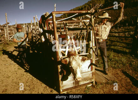 Vache dans un ranch de bétail sur chute dans le comté de Garfield, 1973 Colorad Banque D'Images