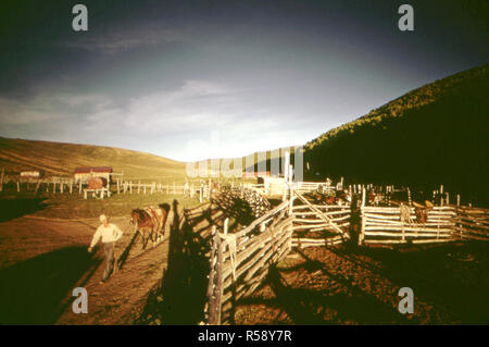 Un cheval marche Cowboy passé un corral dans l'ouest du Colorado ca. 1973 Banque D'Images