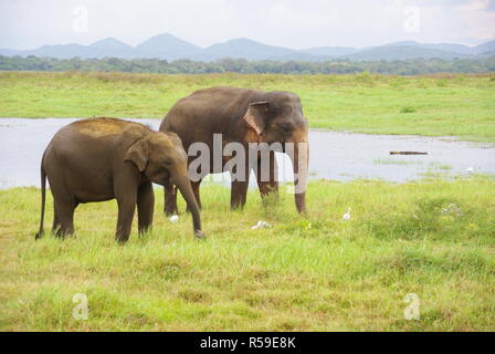 Les éléphants dans le Parc National de Kaudulla, Sri Lanka Banque D'Images