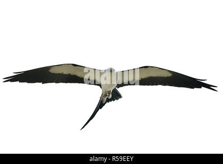 Milan à queue fourchue en vol Banque D'Images