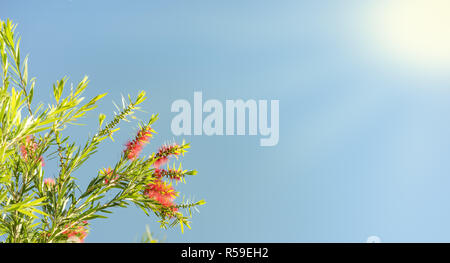 La lumière du soleil sur fond de condoléances fleurs callistemon Banque D'Images