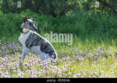 Whippet gris-blanc assis sur le pré Banque D'Images