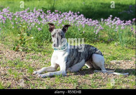 Whippet gris-blanc se trouve sur la rive du fleuve Banque D'Images