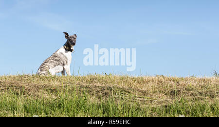 Whippet gris-blanc est assis sur le pré Banque D'Images