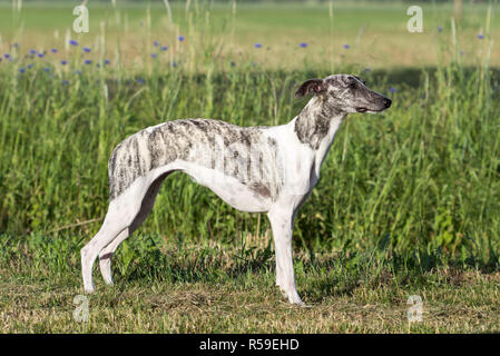 Whippet gris-blanc est debout sur le pré Banque D'Images