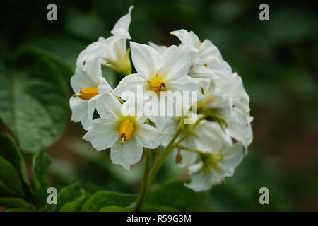 Fleur de la pomme de terre, Solanum tuberosum Banque D'Images