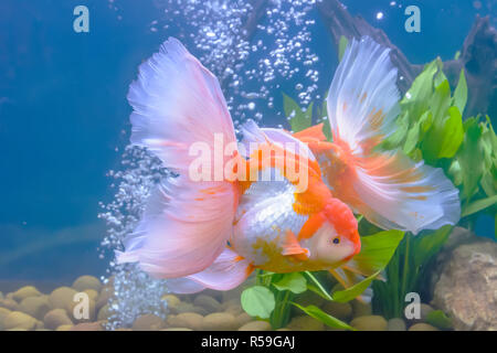 Poissons rouges dans l'armoire Banque D'Images