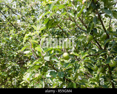 Apple Tree en extérieur dans jardin Banque D'Images