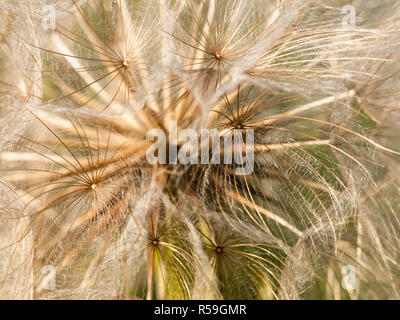 Détail de macro de fleurs de pissenlit Banque D'Images