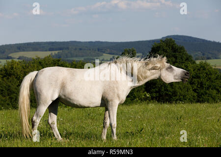 White Horse est le pâturage dans une prairie au printemps Banque D'Images