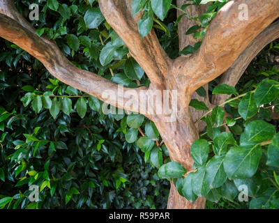 Lagerstroemia indica Banque D'Images