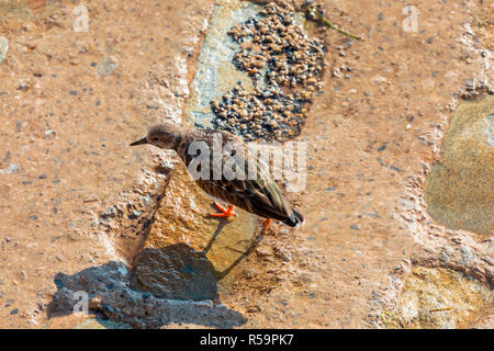 Turnstone Arenaria interpres (commune, à collier) marcher sur les rochers et à l'alimentation Banque D'Images