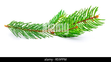 Petite branche de l'arbre de Noël (Picea abies, sapin, épicéa) faux. Isolé sur fond blanc. Banque D'Images