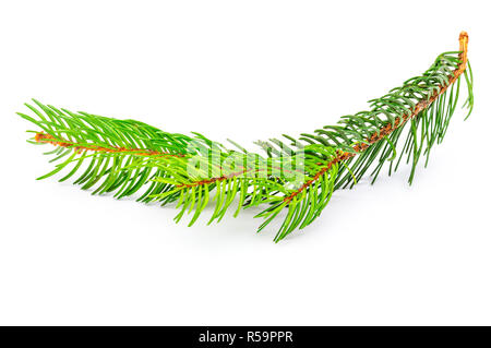 Petite branche de l'arbre de Noël (Picea abies, sapin, épicéa) faux. Isolé sur fond blanc. Banque D'Images