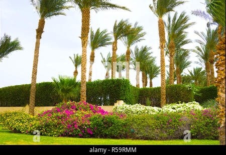 Sharm El Sheikh, Egypte - 11 Avril 2017 : La zone du parc à l'hôtel Four Seasons Resort Sharm El Sheikh Banque D'Images