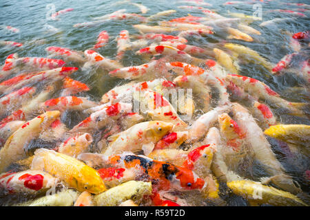 Poissons Koi Banque D'Images