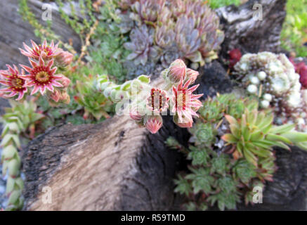 Houseleek sempervivum tectorum sur le toit à fleurs et autres plantes succulentes Banque D'Images