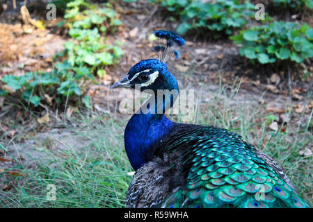 Portrait de paon bleu Banque D'Images