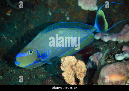 Goldfish, Bignose vlamingii, Segara dive site, Seraya, Bali, Indonésie, l'Océan Indien Banque D'Images