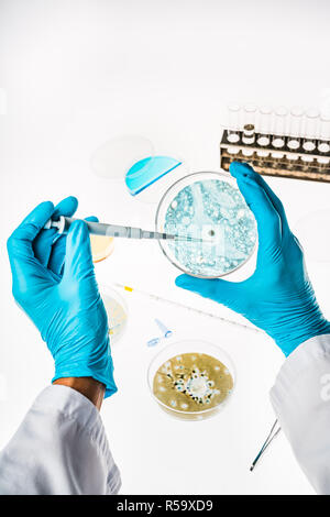 Neurone dans une boîte de Petri illustrant la recherche sur la maladie d'Alzheimer et d'autres troubles du cerveau. Banque D'Images